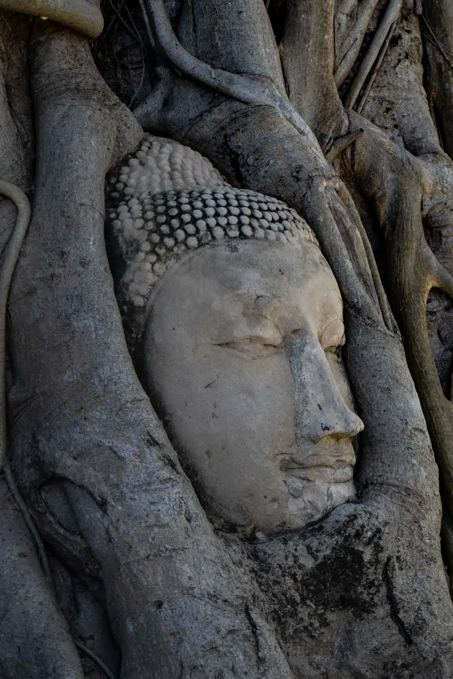 Wat Mahathat Temple- uddha Head In The Roots Of A Bodhi Tree